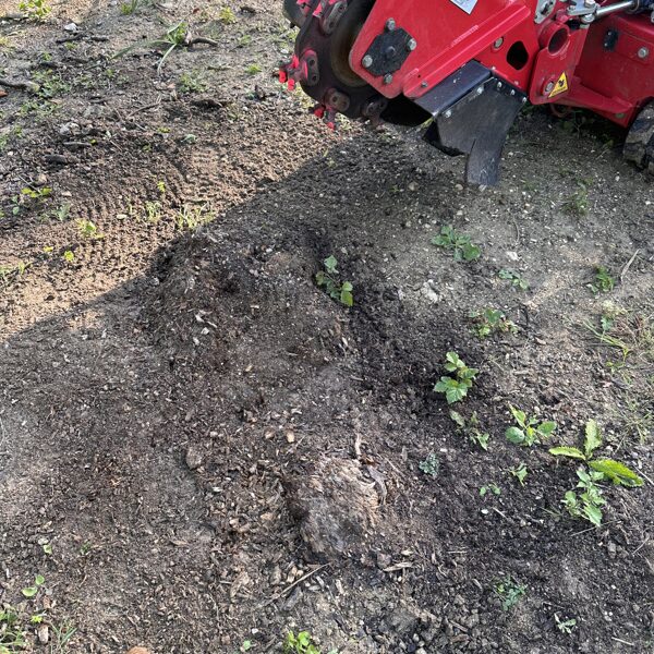 Stump cutting 2025