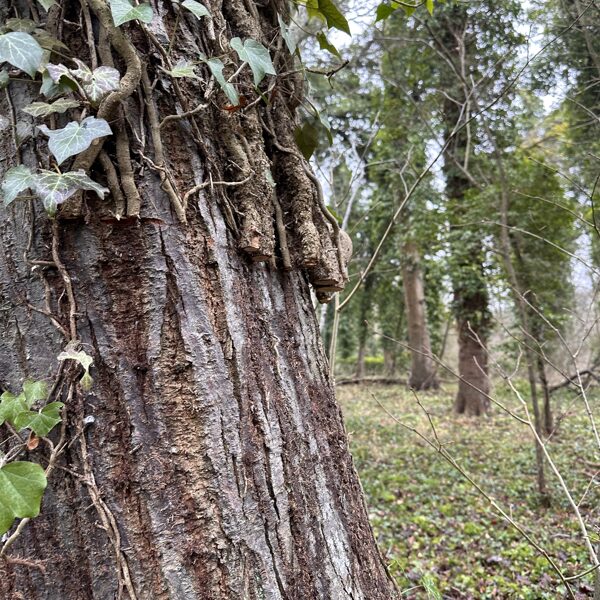 Hedera cutting works from the trees 02-2025