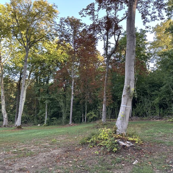 Wood works - september 2025
