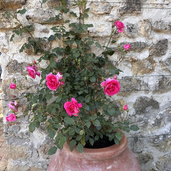 Kitchengarden 13-05-2025