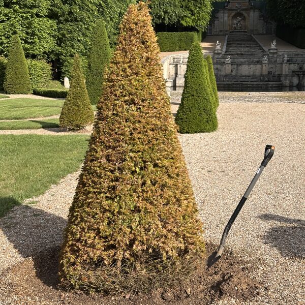 Taxus 27-05-2025