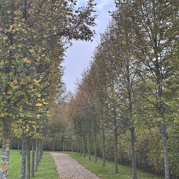 Tilia hedge 10-2024