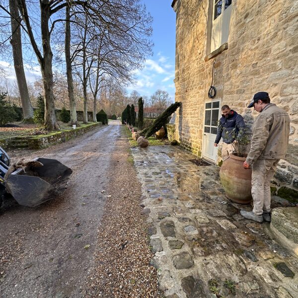 Grand plantings 12-2025 TAXUS hedges
