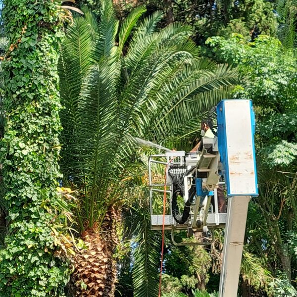 Palm treatment VA 08-2025