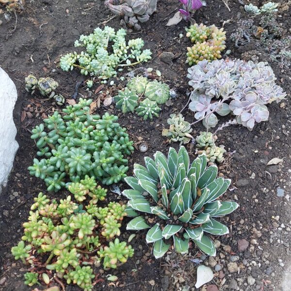 SEDUM RUBROTINCTUM, SEDUM HERNANDEZII, SEDUM BURRITO, SEDUM FURFURACEUM, SEDUM CLAVATUM f.