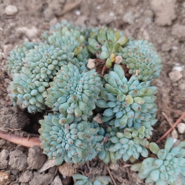 Echeveria setosa var. rundelli f. crestata