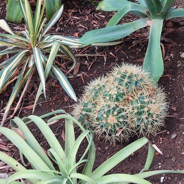 Succulents 08-2025