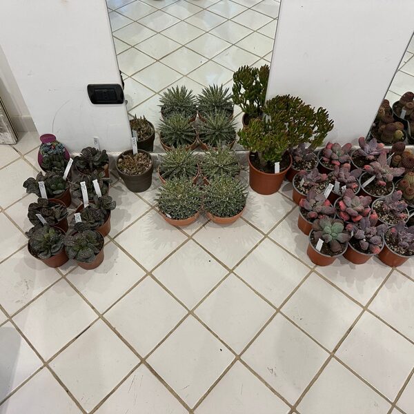 Giromaggio - succulents 01-2025