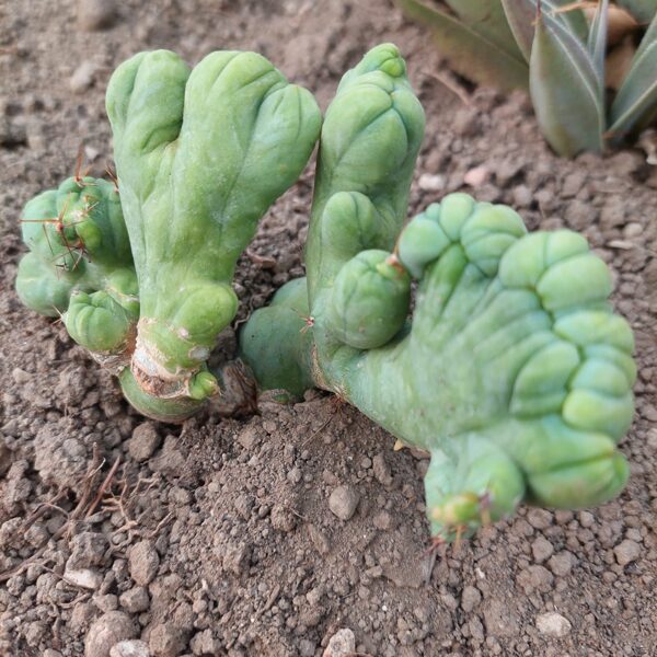 Trichocereus bridges