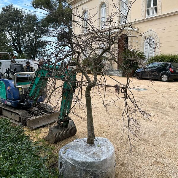 1st planting - 02-2025