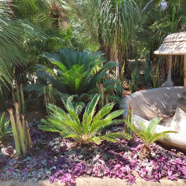 SANSEVIERIA TRIFASCIATA, EUPHORBIA TRIGONA RUBRA, TRADESCANTIA ALBIFLORA