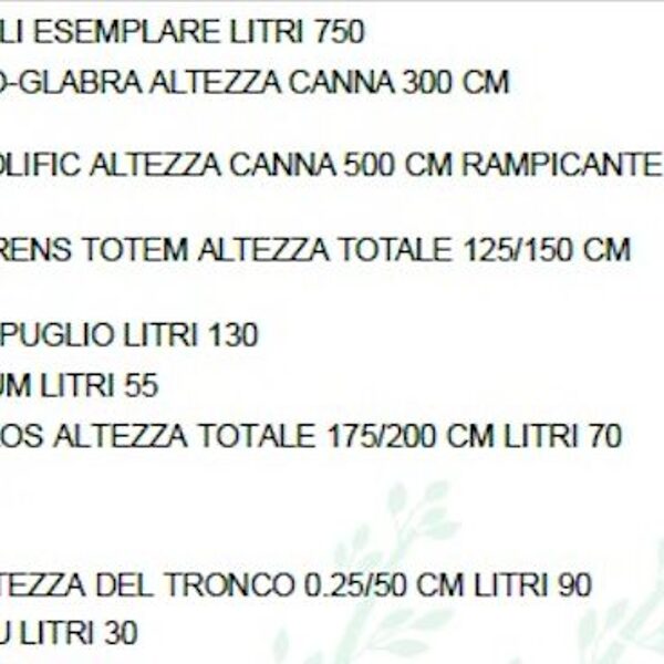 Medium tree plantings 07-11-2024