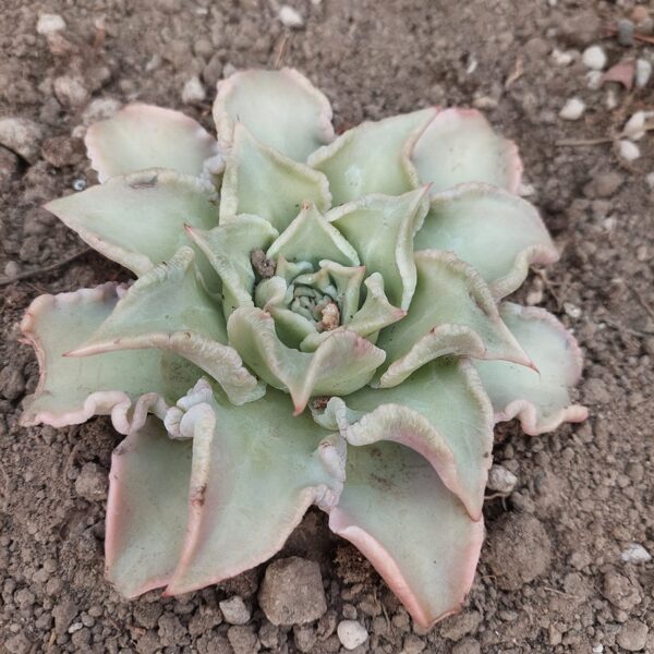 Echeveria madiba