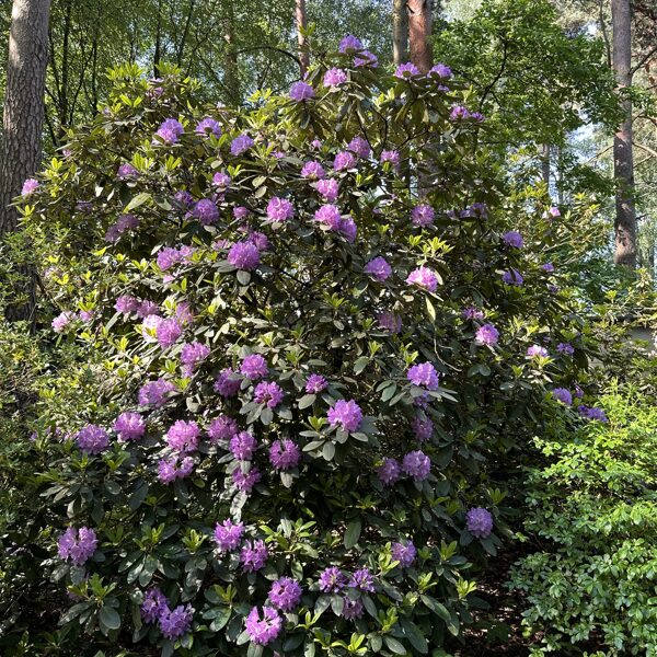 Experimental and Breeding Nursery of Rhododendrons "Babite"