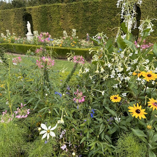 Versailles - flower beds 08-2024