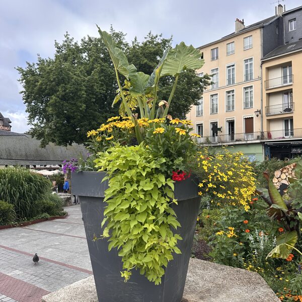 Rouen - flowers 06-2025