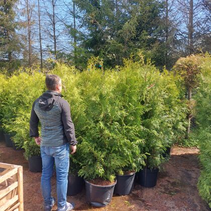 Sorting - Thuja Occidentialis