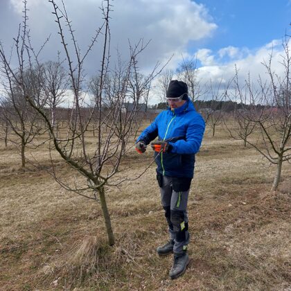 Plum tree - professional spring pruning