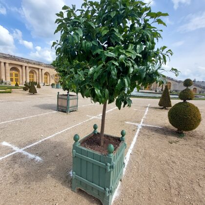 JARDINS DU ROI SOLEIL produces and markets the Château de Versailles orange-tree box, a pa