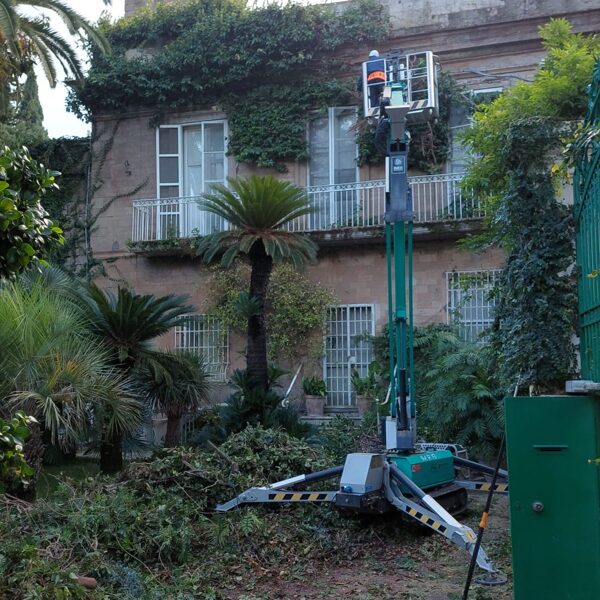 House/wall cleaning from plants