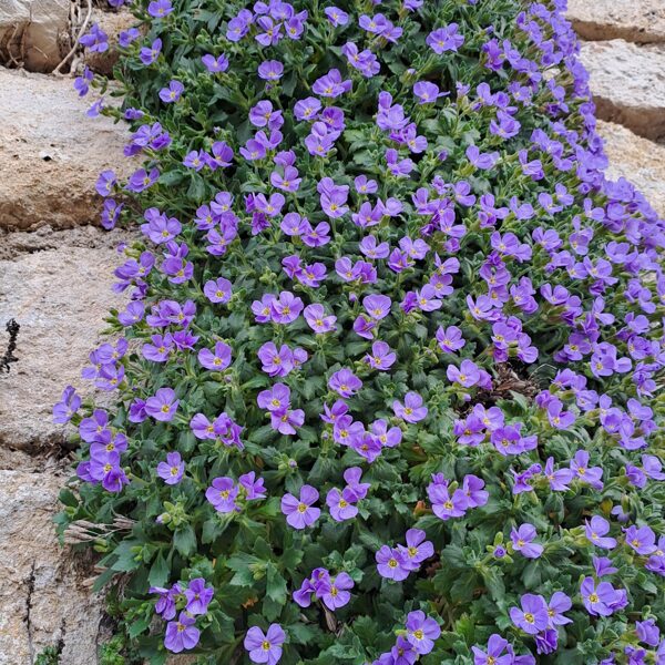 Cymbalaria muralus