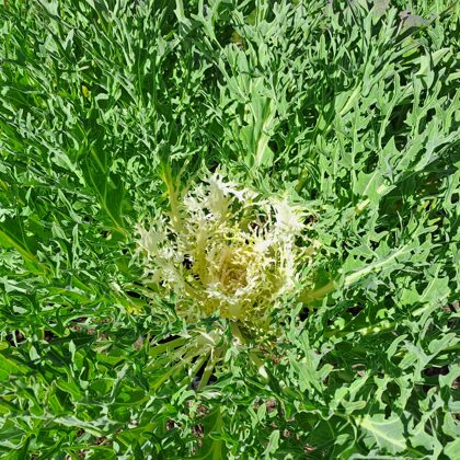 Brassica olerace, Wild cabbage (eng.)