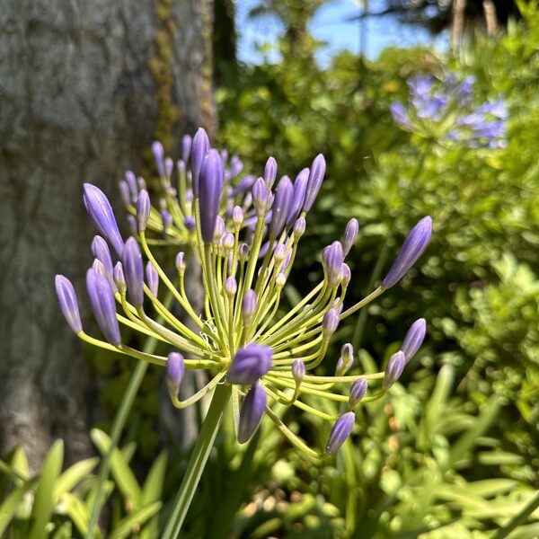 Agapanthus africanus - African lily