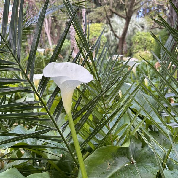 Zantedeschia aethiopica - Calla lily