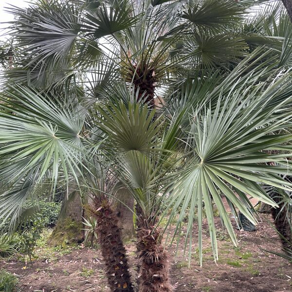 Chamaerops humilis - European fan palm