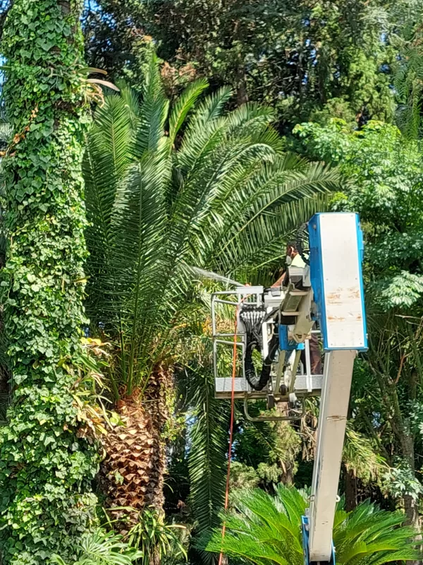 Palm treatment VA 08-2025
