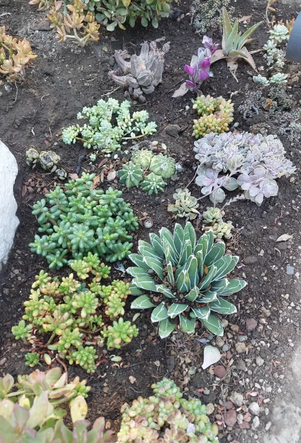 SEDUM RUBROTINCTUM, SEDUM HERNANDEZII, SEDUM BURRITO, SEDUM FURFURACEUM, SEDUM CLAVATUM f.