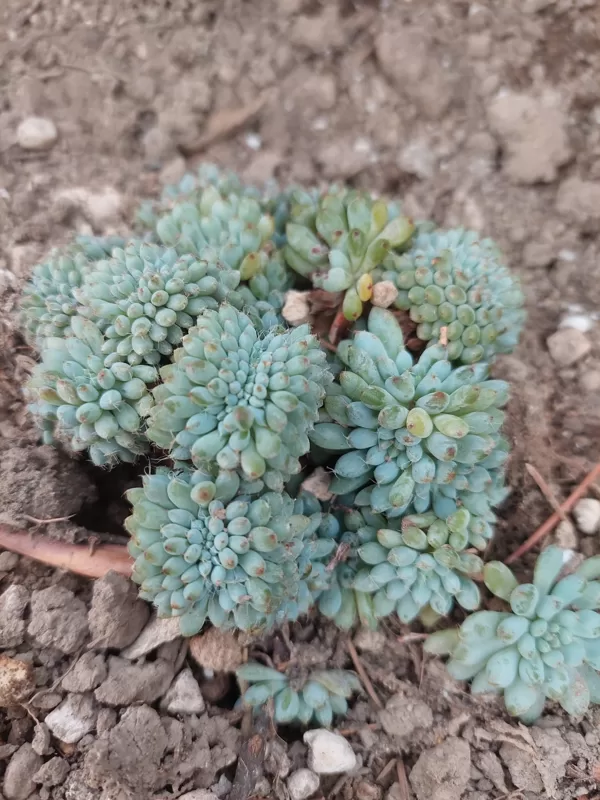 Echeveria setosa var. rundelli f. crestata