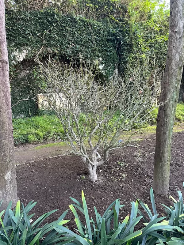 Big tree condition 05-02-2025