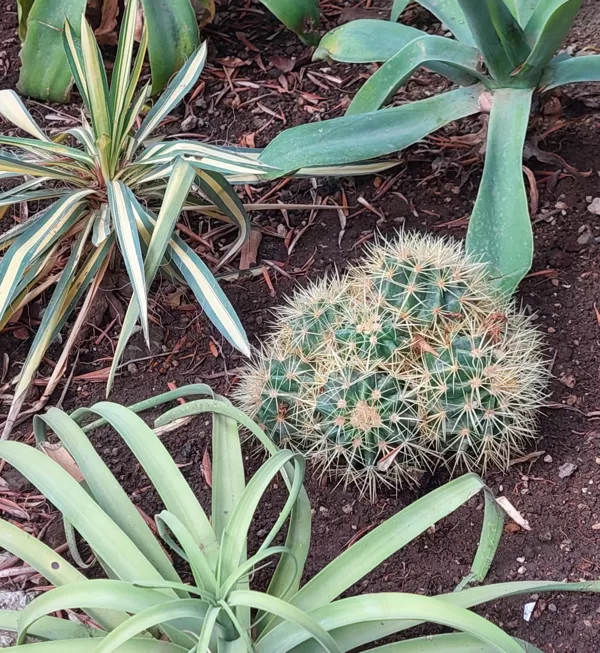 Succulents 08-2025