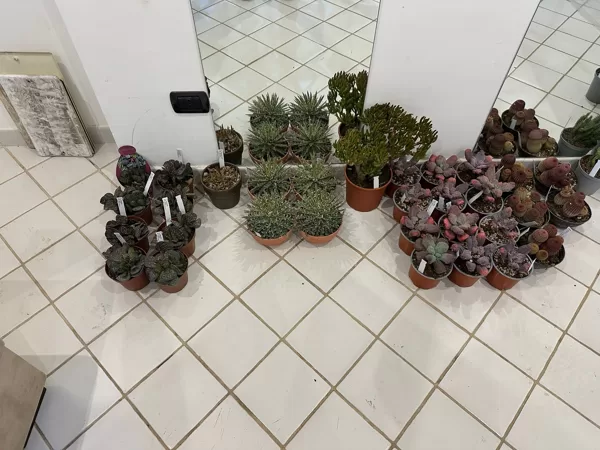 Giromaggio - succulents 01-2025