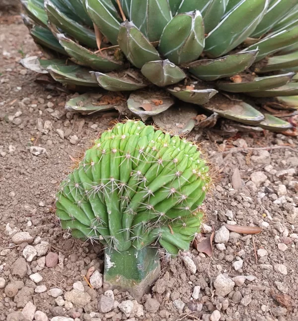Polaskia cheese f. crestata