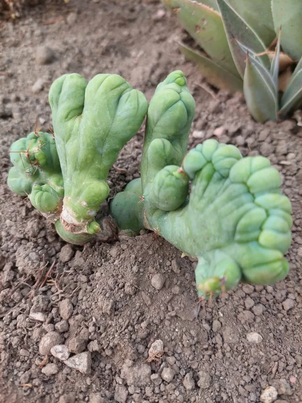 Trichocereus bridges