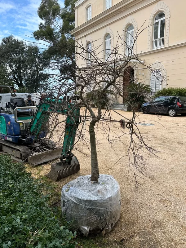 1st planting - 02-2025