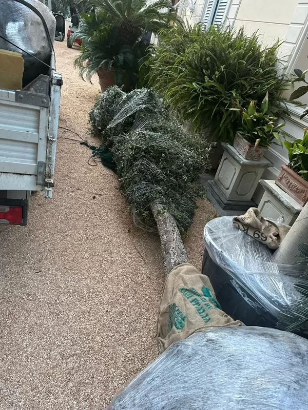 Big tree plantings 29-10-2024
