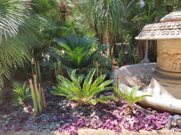 SANSEVIERIA TRIFASCIATA, EUPHORBIA TRIGONA RUBRA, TRADESCANTIA ALBIFLORA