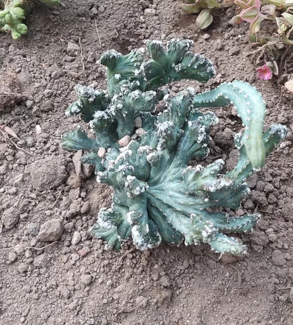 Monvillea spegazzinii f. crestata mostruosa