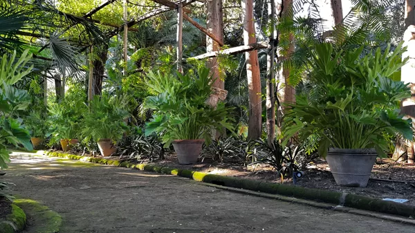 Visualisation of plants for alley