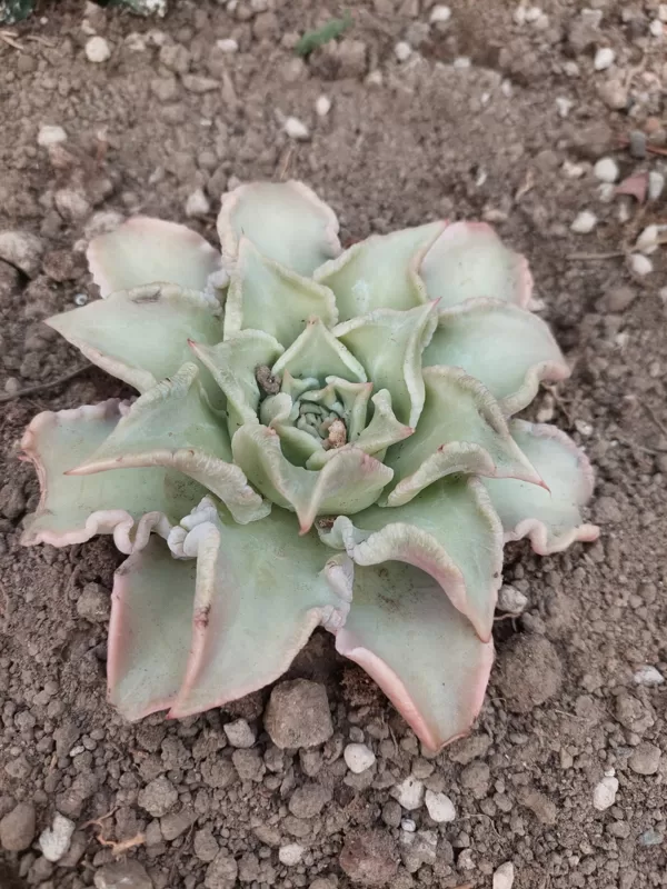Echeveria madiba