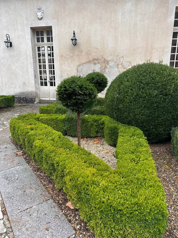 Welness garden - Taxus bacatta 01-2026