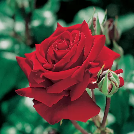 Roses 11-2024 - extra plantings