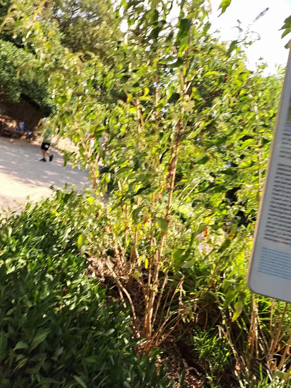 Queen Jelena Madijevka Park