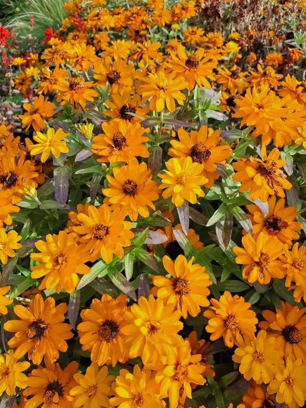 IGARDEN. BULDURI HORTICULTURAL SCHOOL