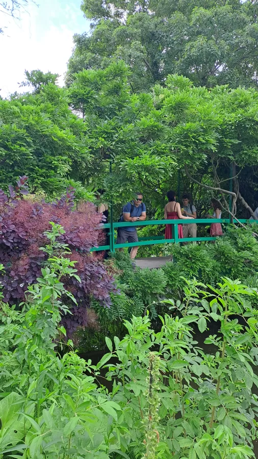 The water garden