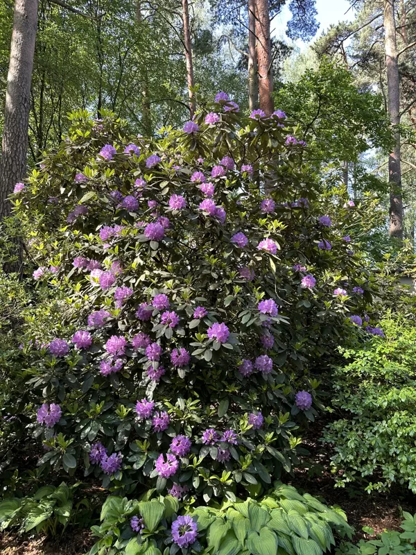 Experimental and Breeding Nursery of Rhododendrons "Babite"