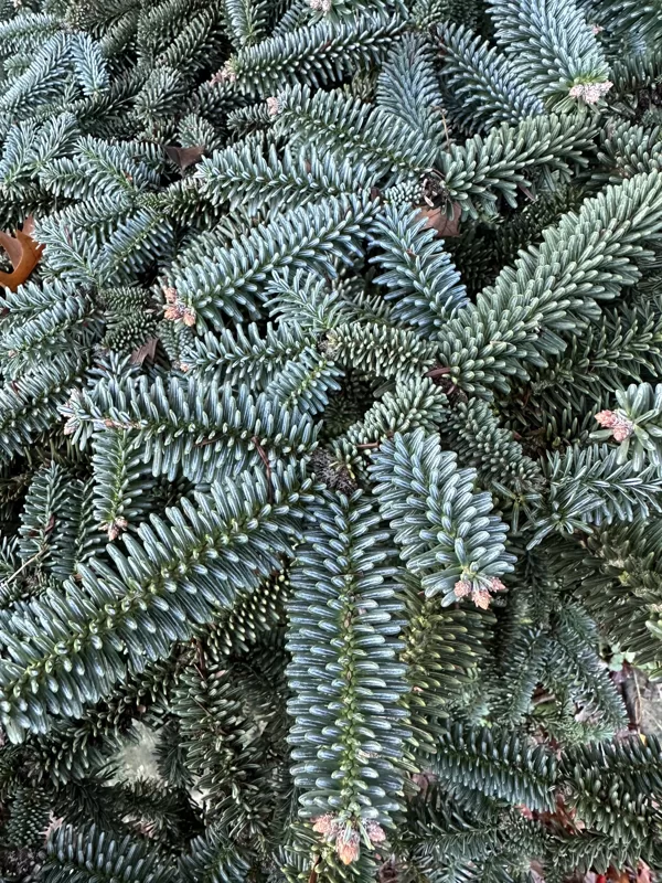 Arboretum Versailles 11-2023